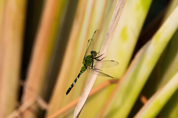 Female Pondhawk dragonfly clinging to a reed on a sunny morning