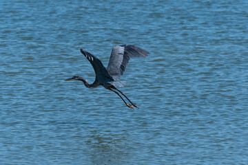 Great Blue Heron flying across the water with its wings up high