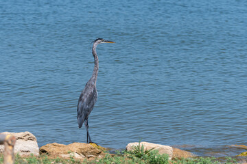 A Great Blue Heron standing on a rock on the shore of a lake