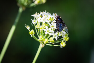 fly with Chinese chive flowers