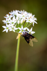 fly with Chinese chive flowers