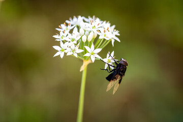 fly with Chinese chive flowers