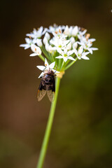 fly with Chinese chive flowers