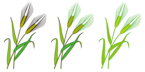Six-rowed barley against white background