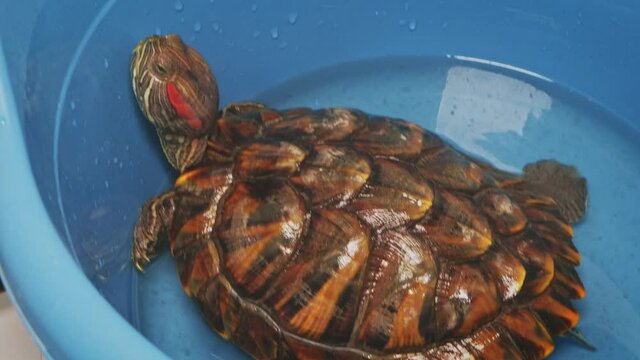 Red-eared turtle is sitting inside plastic bowl and trying to escape. She is waiting for its terrarium will be cleaned.