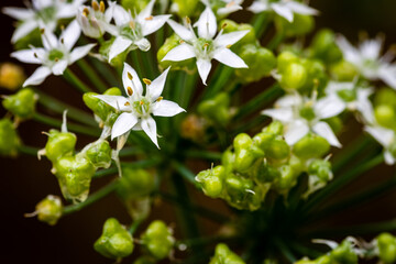 Close up of Chinese chive flowers