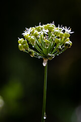 Close up of Chinese chive flowers