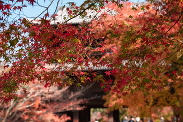 日本の紅葉