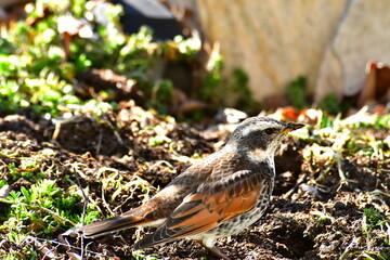 冬の早朝のツグミアップ