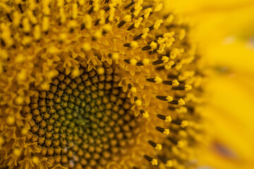 giant sunflower  / girasol