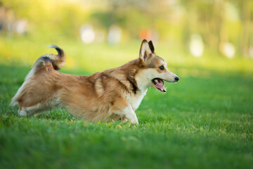 Naklejka na ściany i meble dog in the park runs, plays. Welsh corgi pembroke in nature, on the grass