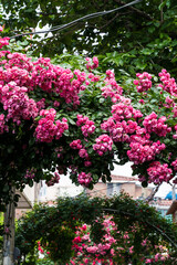 Fototapeta na wymiar Pink rose flowers blooming beautifully in front of the house