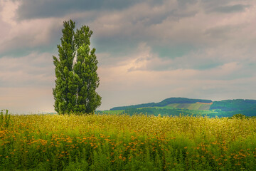 Obraz premium ケンとメリーの木と夕景（北海道美瑛町）