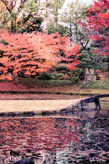 日本庭園の紅葉のイメージ