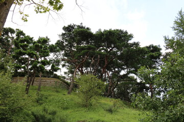 tree in the park