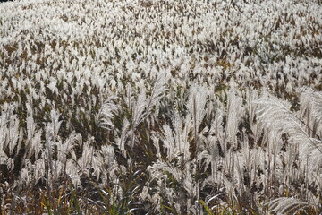 箱根・仙石原のススキ