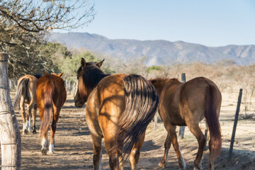 Fototapeta premium horses that run free through the field