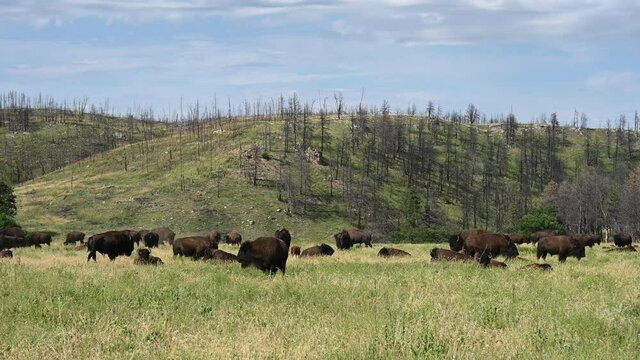 Handheld shot of open grassland prairie with buffalo at Custer State Park in South Dakota, USA