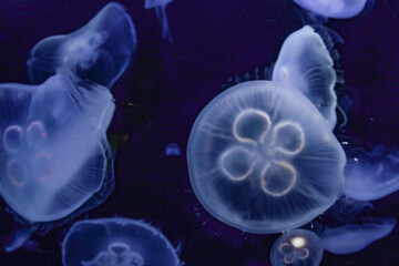 Obraz premium 美しい透明なくらげのイメージ