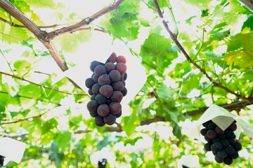 勝沼・ぶどう園（ピオーネ）