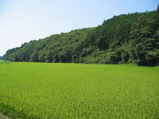 夏の田んぼ4