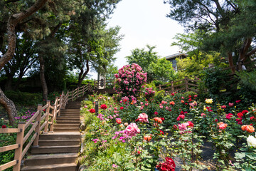 Rose flowers blooming at the hill garden with wooden stairs