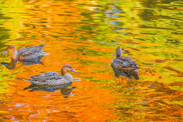 カモと紅葉が映り込む池
