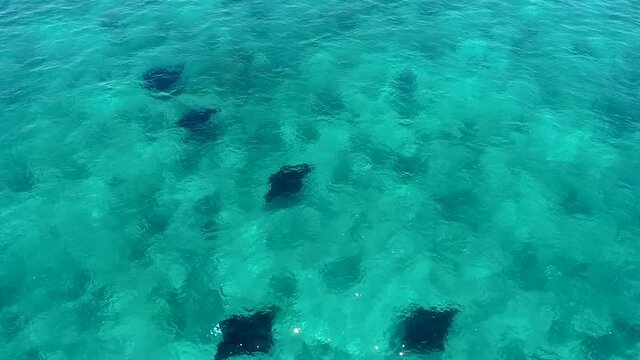Manta ray Point. Wild islands of Indonesia. Flores. tropical paradise. Labuan Bajo. drone shooting. blue lagoons, coral reefs. aerial drone view. stingrays swimming under water