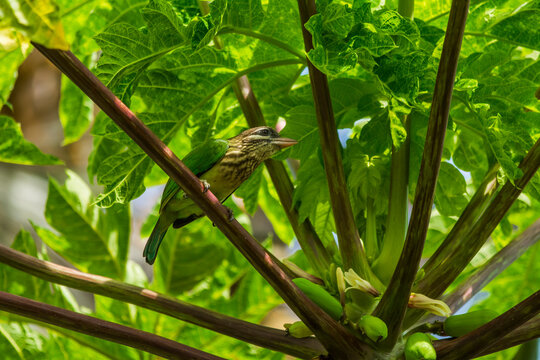 White Cheeked Barbet