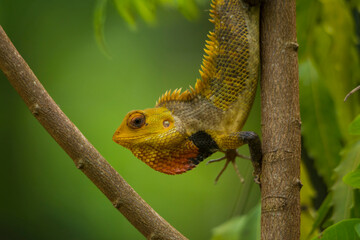 chameleon