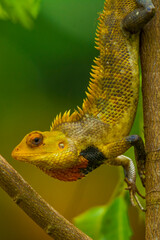 chameleon