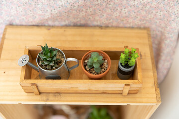 Various plant pots inside a wooden storage box. Creative home plants decoration