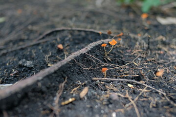 Orange mushrooms with dried roots