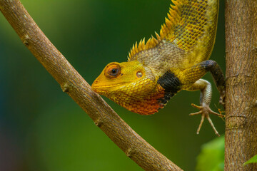chameleon