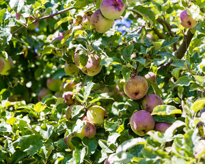 Apples ripening on the tree blemished by spots; Red and green apples hanging from a branch