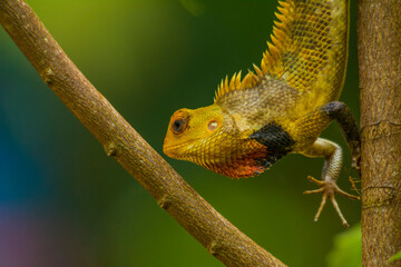 chameleon