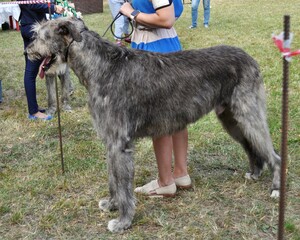 Irish wolfhound dog in the hands of a handler at an outdoor dog show