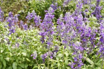 blue salvia splendens flower in nature garden
