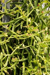 Cissus quadrangularis plants in nature garden