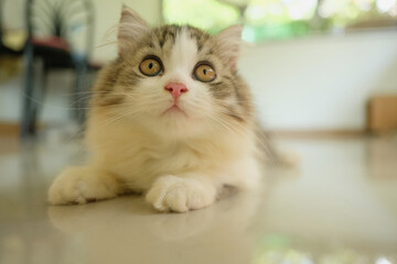 The kitten is lying and looking