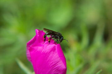bee on a flower