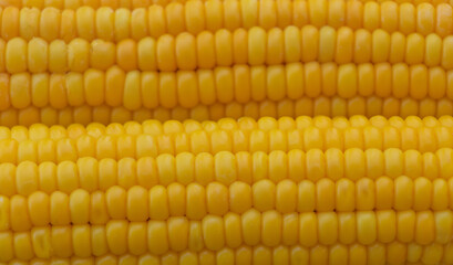 Boiled corn close up. Benefits of boiled corn