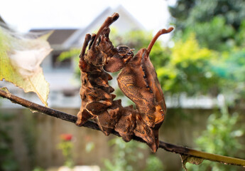 Fototapeta premium lobster moth caterpillar and cocoon and pupa