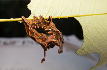 Naklejka premium lobster moth caterpillar and cocoon and pupa