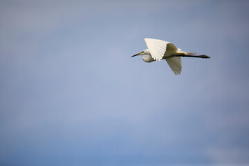 중대백로가 보이는 아름다운 풍경