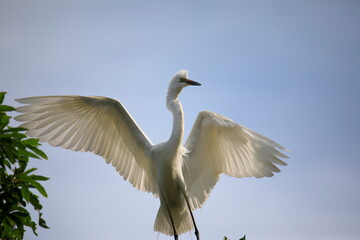 중대백로가 보이는 아름다운 풍경