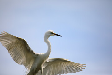 중대백로가 보이는 아름다운 풍경
