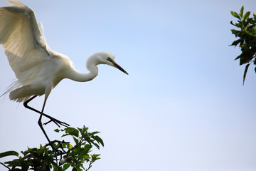 중대백로가 보이는 아름다운 풍경