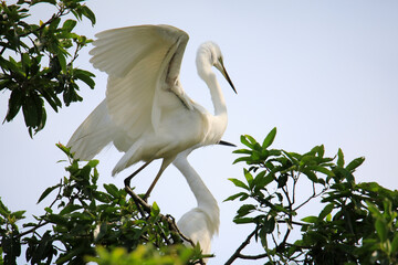 중대백로가 보이는 아름다운 풍경