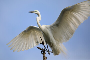 중대백로가 보이는 아름다운 풍경